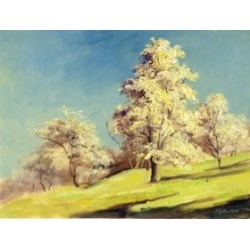 Baumbl&uuml;te in Ockerwitz